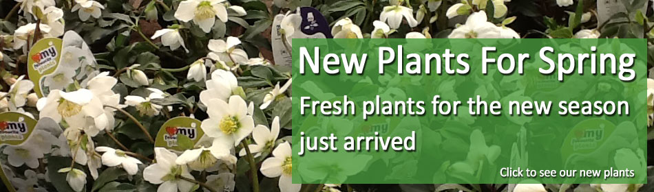 Plant area